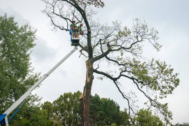 Best Tree Risk Assessment  in Negaunee, MI