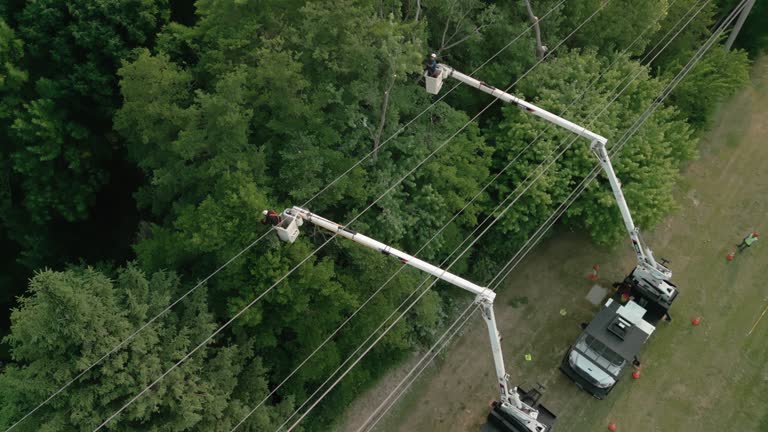 How Our Tree Care Process Works  in  Negaunee, MI